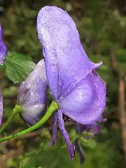 花柄は無毛。上萼片は僧帽形になり、外面は無毛で、前方の嘴は短くとがる。