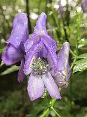 側萼片の内面に白い長毛が生える。雄蕊に開出毛がまばらに生える。