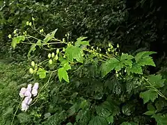 石川県白山（2022年9月上旬）
