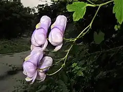 花柄は無毛。上萼片は円頭の円錐形になり、外面は無毛で、前方の嘴は長くとがる。