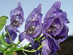 雄蕊はふつう無毛。上萼片の中に1対の花弁が見える。