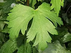 中部の茎葉は腎円形で、3つに中裂～浅裂して切れ込みが浅い。