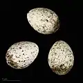 Acrocephalus scirpaceus scirpaceus