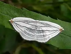 ギンツバメ Acropteris iphiata, 日本