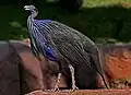 フサホロホロチョウAc. vulturinum
