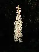 花に花柄がない