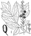 C. racemosa（北アメリカ産の種N.L.ブリテンの『北アメリカの植物図譜』の図版）