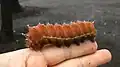 終齢幼虫(蛹化直前)