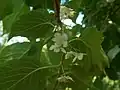 ミヤママタタビ