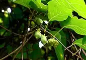 果実の一つは膨れて凹凸を持つ虫こぶになっている。