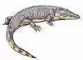 Sclerosaurus (Actinodon) frossardiペルム紀後期のフランスに生息。全長1.5メートル。