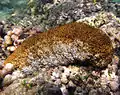 ナマコ綱 クリイロナマコ