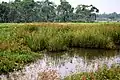 生育地の群落(インドネシア)
