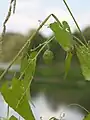 未熟な果実