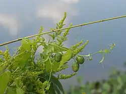 Zehneria japonica
