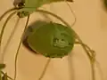 やや成熟した果実