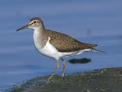 イソシギA. hypoleucos