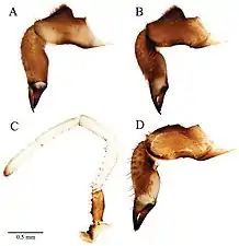 ザトウムシの鋏角（A, B, D）