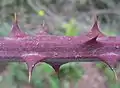 R. ulmifolius