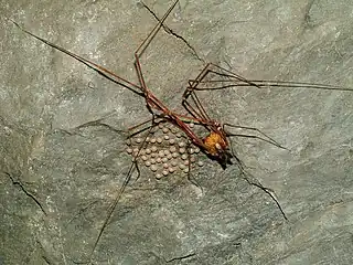 護卵中の Acutisoma spelaeum