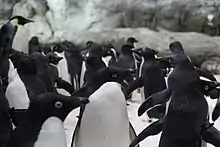アドベンチャーワールドのアデリーペンギン