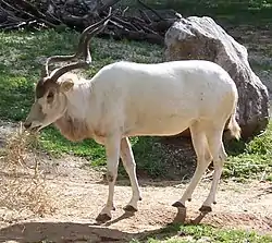 アダックス