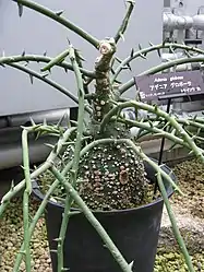大阪府立花の文化園にて。