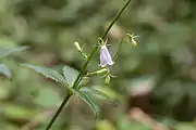 4輪生のツリガネニンジンの葉