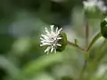 花の拡大:伸び出しているのは花柱