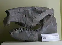 頭骨