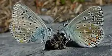 蝶の食糞