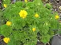 Adonis pyrenaica