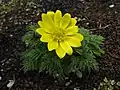 Adonis ramosaフクジュソウ