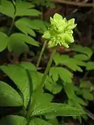 側面の花。花冠は5裂し、雄蕊は10個ある。