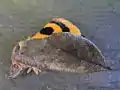 成虫