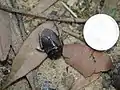 大きさの比較