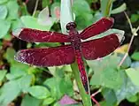 ナンヨウベッコウトンボ属ナンヨウベッコウトンボNeurothemis ramburii