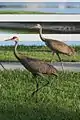 若鳥と成鳥