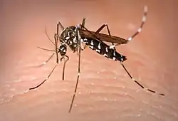 ヒトスジシマカAedes albopictus