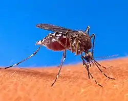 ネッタイシマカAedes aegypti