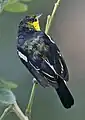 雄、繁殖羽（シンガポール）