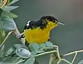 雄、繁殖羽（シンガポール）