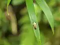食草の葉に止まっている様子