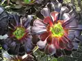 A. arboreum
