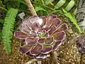 A. atropurpureum