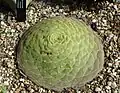 A. labuliforme