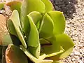 A. virgineum
