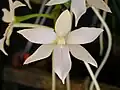 A. articulata花の拡大