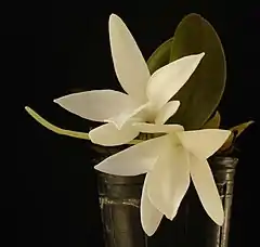 A. fastuosa少数花の例