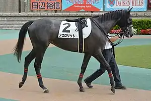 アエロリット（2014年産）